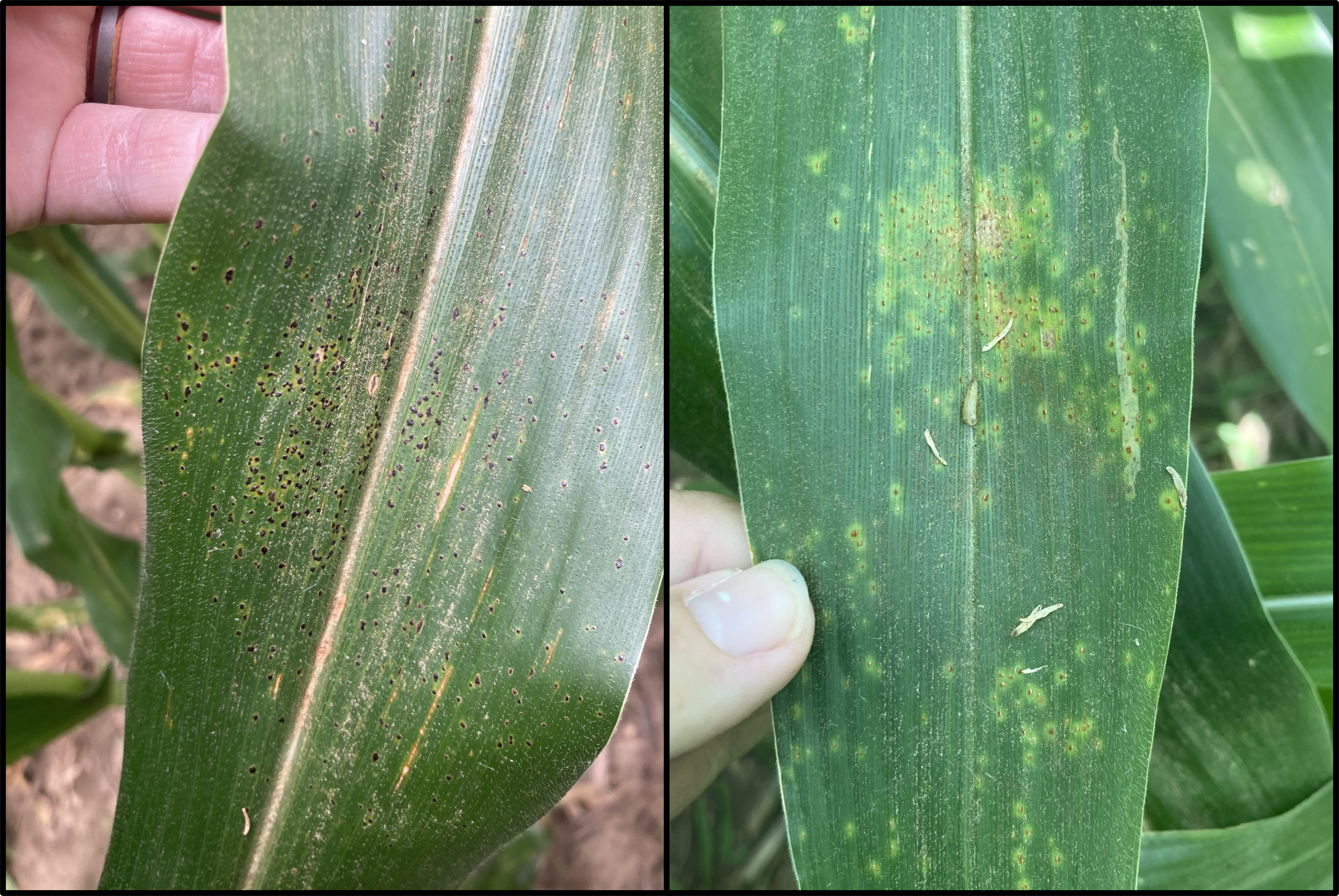 Tar spot (left) and southern rust (right) on corn.